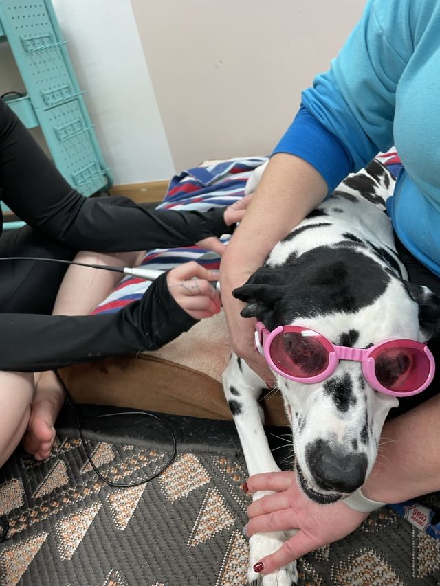 Canine Rehabilitation Services | Montgomery, IL